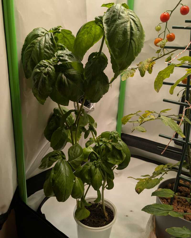 Huge basil grown Kratky-style in yoghurt cups