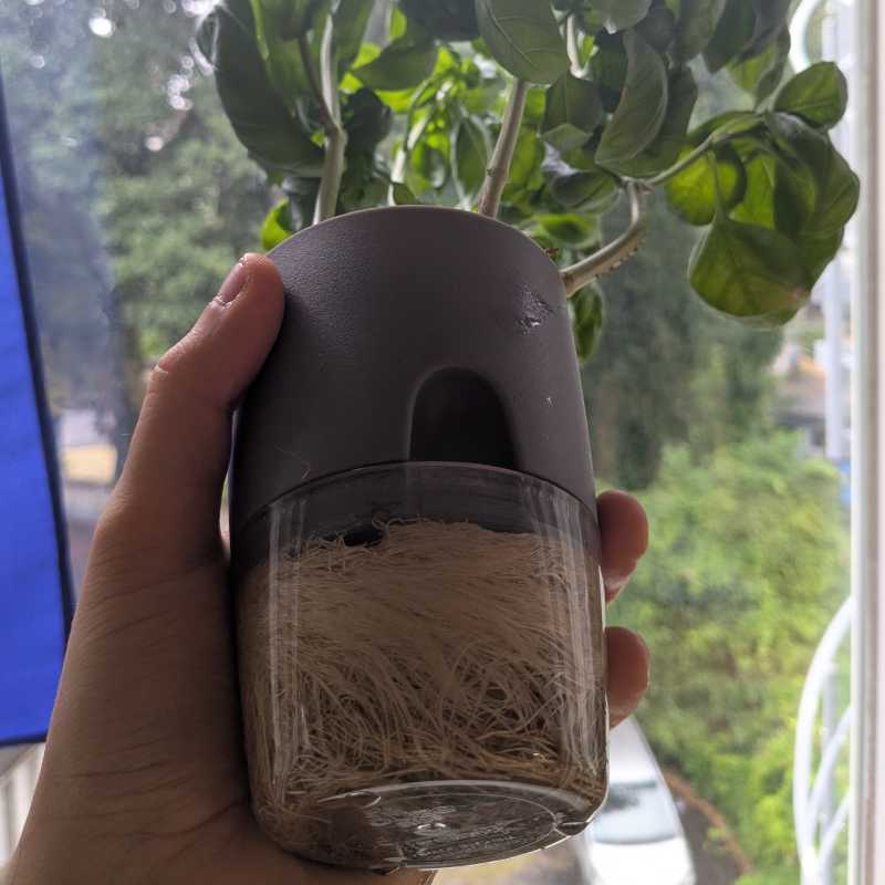 Basil roots filling up the water reservoir