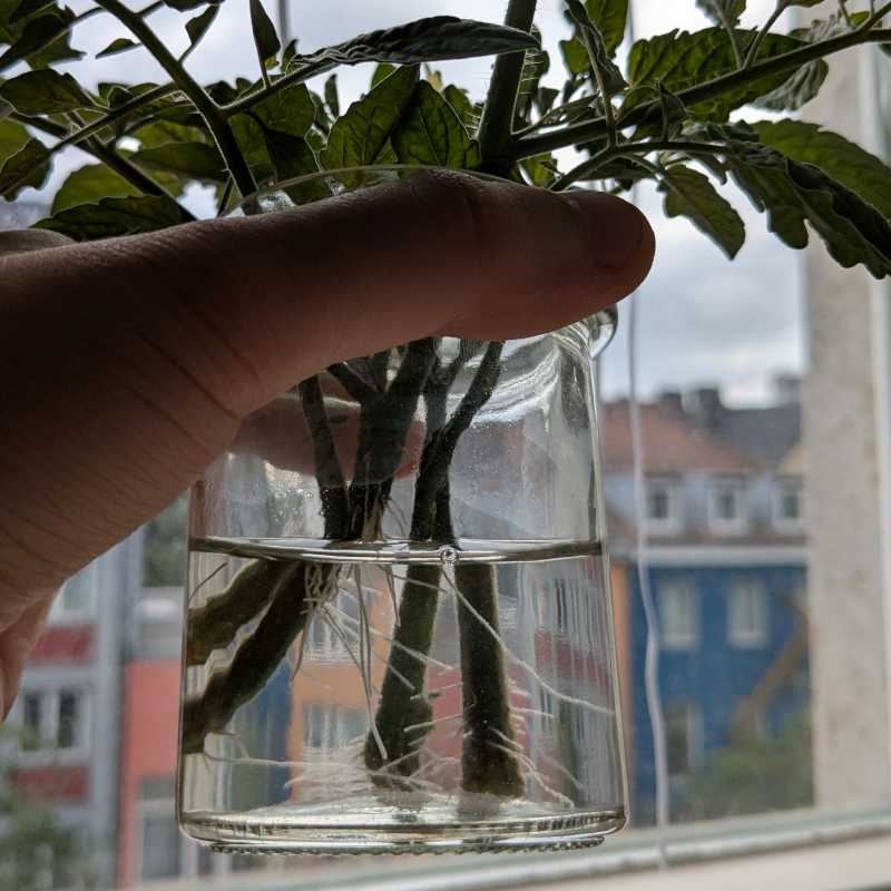 Young tomato clone ready for a pot